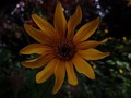 #flowers #flores