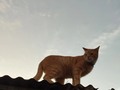 😺🧡