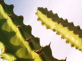 CloseUp of Cactus 1