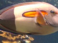 Hawaiian Fish: Orange-Striped Tang