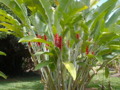 Red Ornamental Ginger Plant