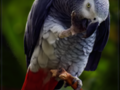 Pensive Parrot