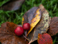 Offerings of Autumn