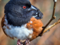 Treetop Towhee