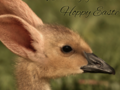 Hoppy Easter!