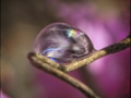 The Bubble and the Branch