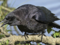 Something to Crow About!