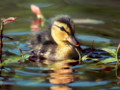 Pond Life