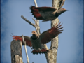 The Flying Flickers
