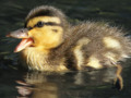 Squeak and Swim