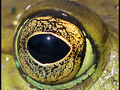 Eye of Toad