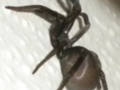 Black House Spider Close Up