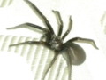 Lovely Black House Spider