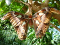 Rare Giant Moth