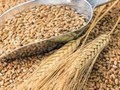 La mayoría de los granos que aun estan en #Ucrania, no llegaran a los mercados internacionales.  Sin embargo hay esfuerzos, Ucrania estableció dos rutas para las exportaciones de granos a través de #Polonia y #Rumanía para evitar una crisis alimentaria mundial. Declaró el viceministro de Exteriores, Dmitri Senik.  "Estas rutas no son ideales porque crean cierta congestión, pero mientras tanto hacemos todo lo posible para desarrollar estas rutas", dijo Senik a la agencia Reuters al margen de la conferencia de Seguridad en Singapur."