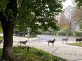 21oct22 En la foto hay una cola de perros en #Kramatorsk. Perros callejeros haciendo cola para comer  "Nunca había visto algo así. Ayer instalamos una estación de alimentación de mascotas en Kramatorsk. Esta mañana, los perros ucranianos hacían cola para comer", dijo el director ejecutivo de World Central Kitchen, Nate Mook. #Ucrania