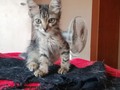 Engel, my Kitty