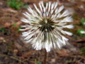 Dandelion Fluff