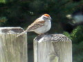Chipping Sparrow