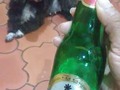 Así termino mi 1ero de enero una cervecita de cereza en compañía de mi nerrita lila   #beer #solerakriek #doglover #happynewyear #happyholidays