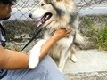 Perrito de raza lobo se presume extraviado, fue encontrado en la entrada del Ávila de San Bernardino, se logró resguardar estamos en la búsqueda de sus dueños número de contacto 04241228450 ayúdeme con difusión.