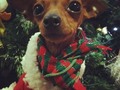 Mi bb con su suéter de Navidad !!