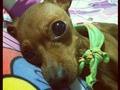 El bb más lindo #mydog #ternurita