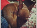 Mi bb... #mydog #Iloveyou