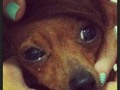 Tabo al estilo de Justin Bieber jajajajaja . Hermoso 😊😄🐶