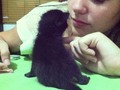 Salem y mafe.... 🐱 estamos que no la comemos a picos.