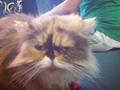 El gato que encontré en el centro comercial. Que ternura este Persia. Se llama "Sofía " jajajaja