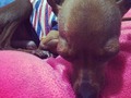 Me vuelves locaaaaaa 💤🐶💓💁#mydog #love
