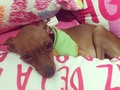Andaba buscando a Tabo por toda la casa y vean donde lo encontré.... Jajajaja entre tantas almohadas Tabo andaba durmiendo ahí.
