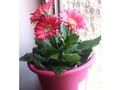 Ella es Celinda, mi nueva hija... Un gran regalo que me tiene muy feliz. 🌻💓😊 #love