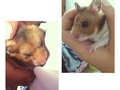 Se llama Sarita y es la más inquieta! 🐹💓😍 #prettylitle
