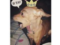 #tavodormilon  tavo me vuelve loca de felicidad!! #mydog