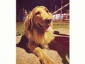 Ella me enamora... el perro de mis sueños por fin lo tengo al frente mío!! #nanaInda 💓🐕