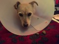 amigos, me encontré este perrito en la calle, tiene una patica herida, no parece callejero. rt😔