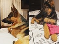 El Sr. Drogon 🐺🐉…como te quiero perro … me cambiaste la vida 🤗#germanshepherds