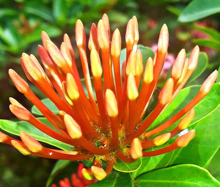 Cotton bud Plant ? RedGage