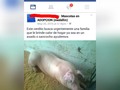 #ServicioSocial mayor info por #DM o inbox #Pig #Cerdo #marrano #calor #sancocho #asado #embutido #carne #freir #animal #animalista #animalcare #quecaja #suitupmedellin