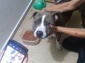 Gente está perrita se la acabaron de encontrar en San Javier; se nota que está perdida, si alguien sabe de sus dueños por favor les dicen que se comuniquen al #DM para mayor información #PitBull #pit #bluenose #pitbulllife #pit #bully #serviciosocial #sanjavier #perdidosmedellin #perros #dog #SUITUPMEDELLIN🐶