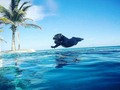 🐶😍 #lifegoals #SuitUpMedellin #Repost @theabkc with @repostapp ・・・ Fly dog in the carribean🌴#americanbully #americanbullyofficial #dogs #abkc #carribean #barbados #turksandcaicos #jamaica #ocean #sand #theabkc 📸@kingdom_kennels1 🏖