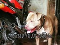 Raza pura #Kawasakivictor #SuitUPMEDELLIN #americanbully #ninjass #victors #victorm #kawasakivictorss #hikips #superkips #kawasakiracing #2t #2stroke #amby #bully #dog #dontbullymybreed #perros #dogslife