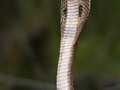 King Cobra