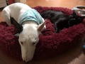 Chichis durmiendo juntos