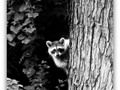 Cute Raccoon in Tree
