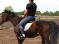 Aseguran que los caballos pueden "curar" la homosexualidad