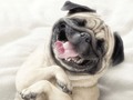 El futuro de la medicina veterinaria: “Weed” para perros