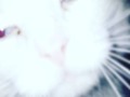 Esos ojos azules.... #Mio #Cat #Pet